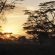 The sun setting behind iconic Acacia tree's